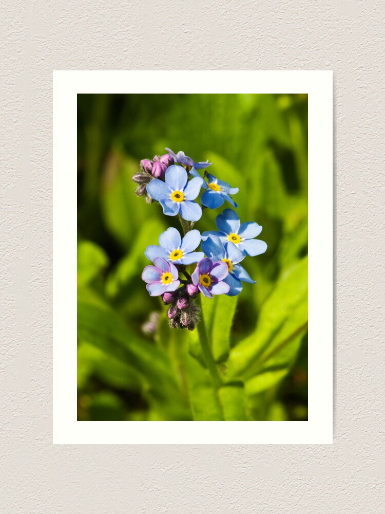 Alternate view of Forget-me-not Flowers (Myosotis arvensis) Art Print