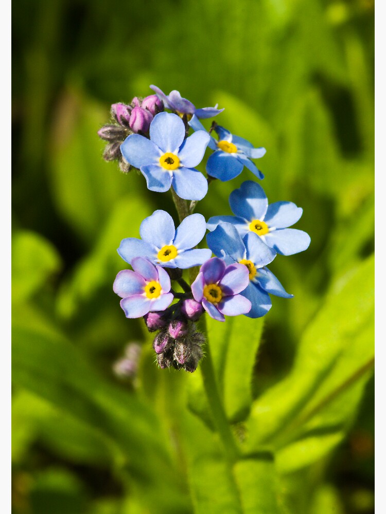 Forget-me-not Flowers (Myosotis arvensis) by SteveChilton