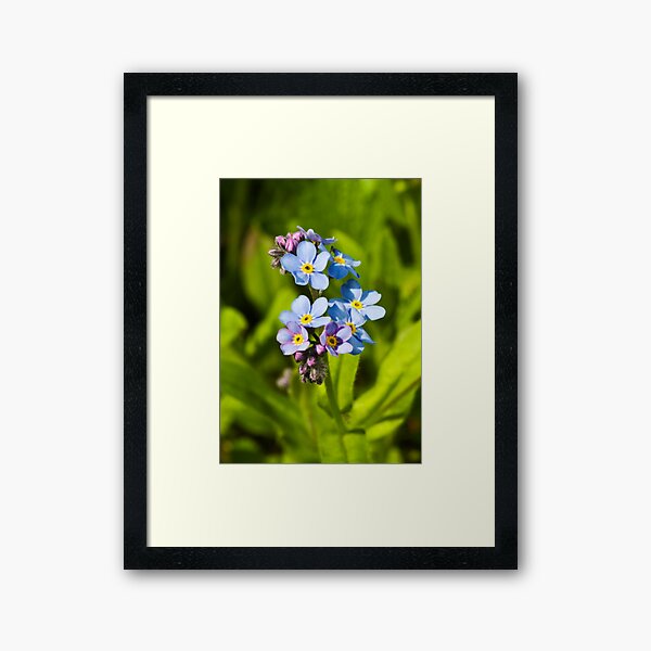 Forget-me-not Flowers (Myosotis arvensis) Framed Art Print