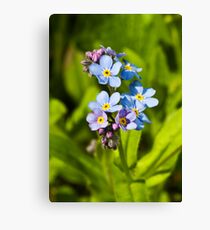 Forget-me-not Flowers (Myosotis arvensis) Leinwanddruck