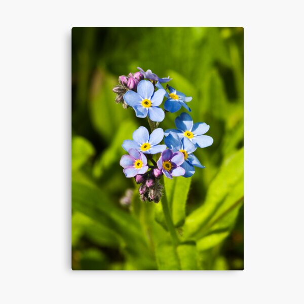 Forget-me-not Flowers (Myosotis arvensis) Canvas Print