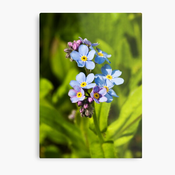 Forget-me-not Flowers (Myosotis arvensis) Metal Print