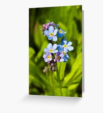 Forget-me-not Flowers (Myosotis arvensis) Greeting Card
