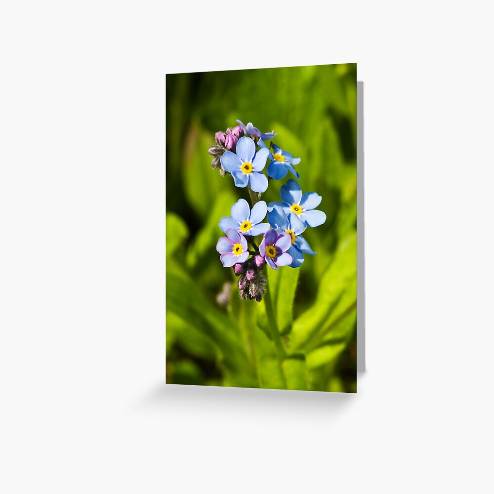 Forget-me-not Flowers (Myosotis arvensis) Greeting Card