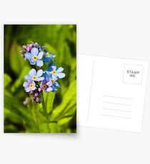 Forget-me-not Flowers (Myosotis arvensis) Postcards