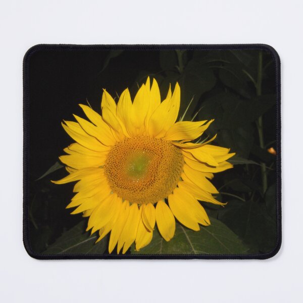Artikelvorschau, Sonnenblume Digitales Foto entworfen und verkauft von Julia Healy.