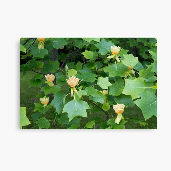 Liriodendron Tulipfra Canvas Print
