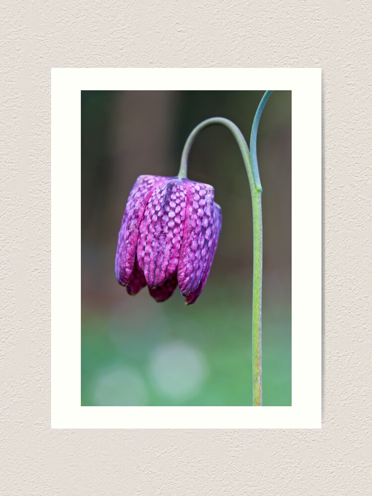Alternate view of Fritillary (Fritillaria meleagris) Art Print
