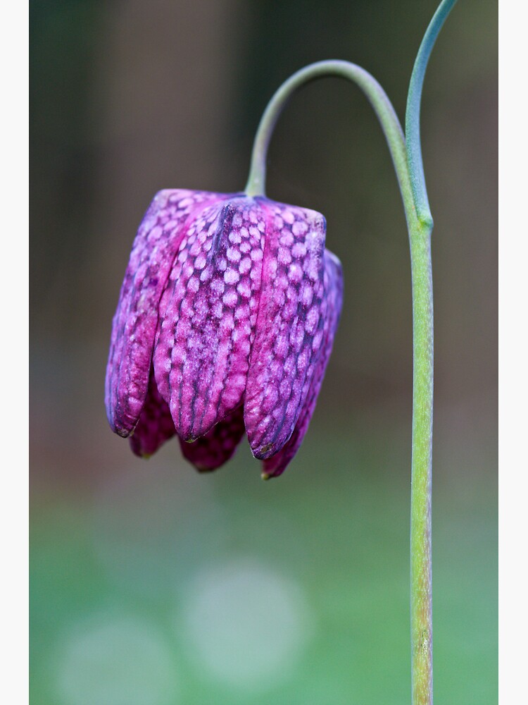 Fritillary (Fritillaria meleagris) by SteveChilton