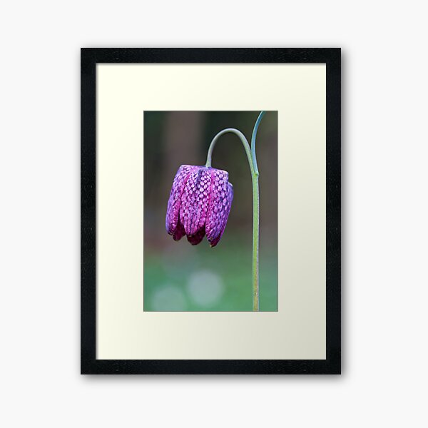 Fritillary (Fritillaria meleagris) Framed Art Print