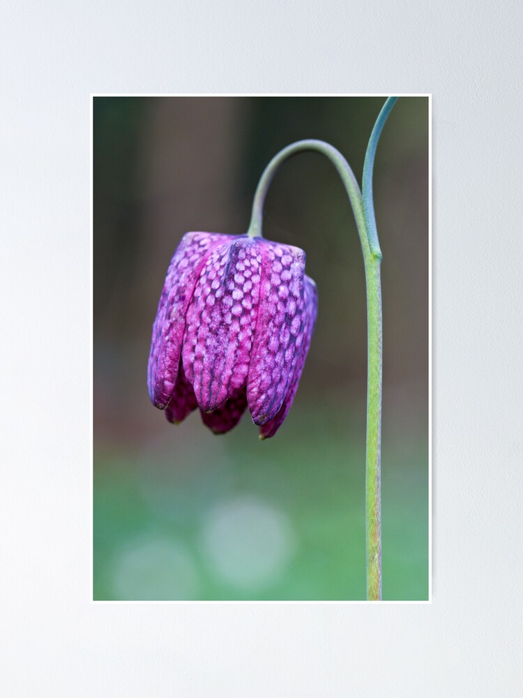 Alternate view of Fritillary (Fritillaria meleagris) Poster