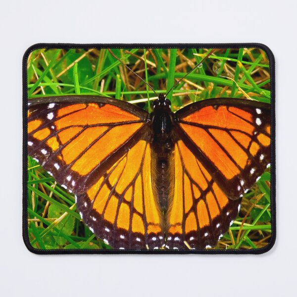 Item preview, Viceroy Butterfly designed and sold by bjtomiko.