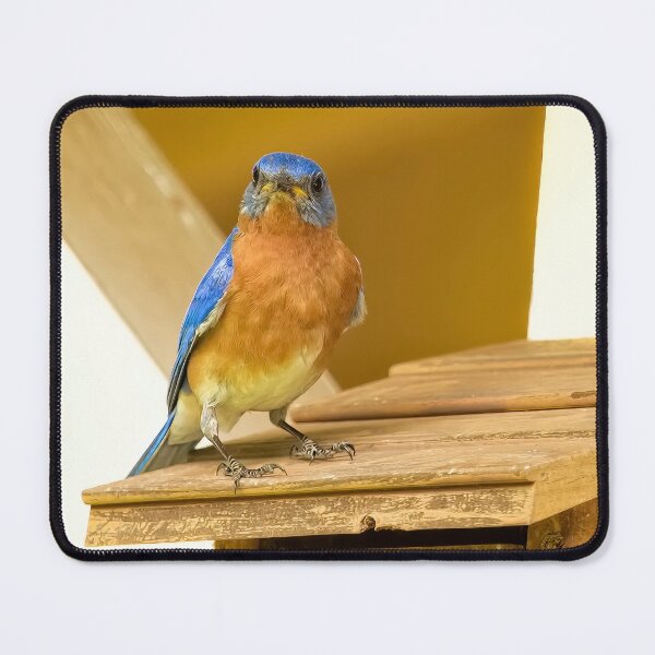Item preview, Baby Bluebird Season designed and sold by Kay Brewer.