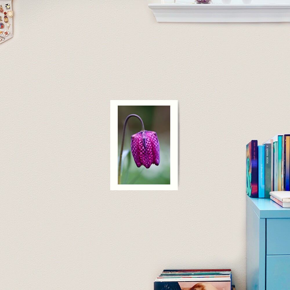 Fritillary (Fritillaria meleagris) Art Print