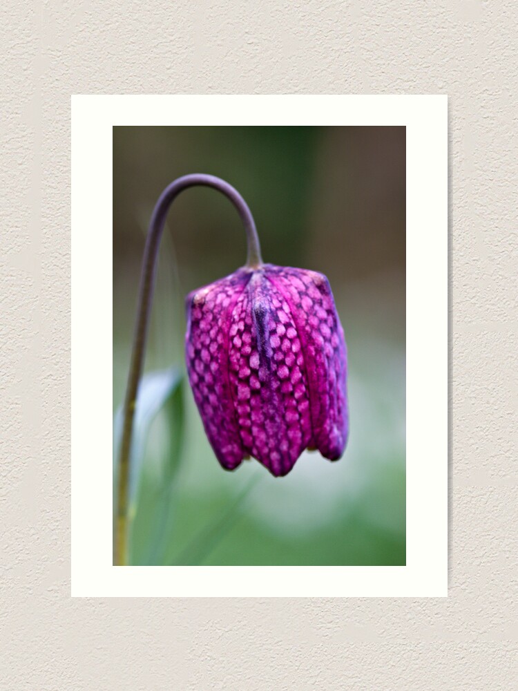 Alternate view of Fritillary (Fritillaria meleagris) Art Print