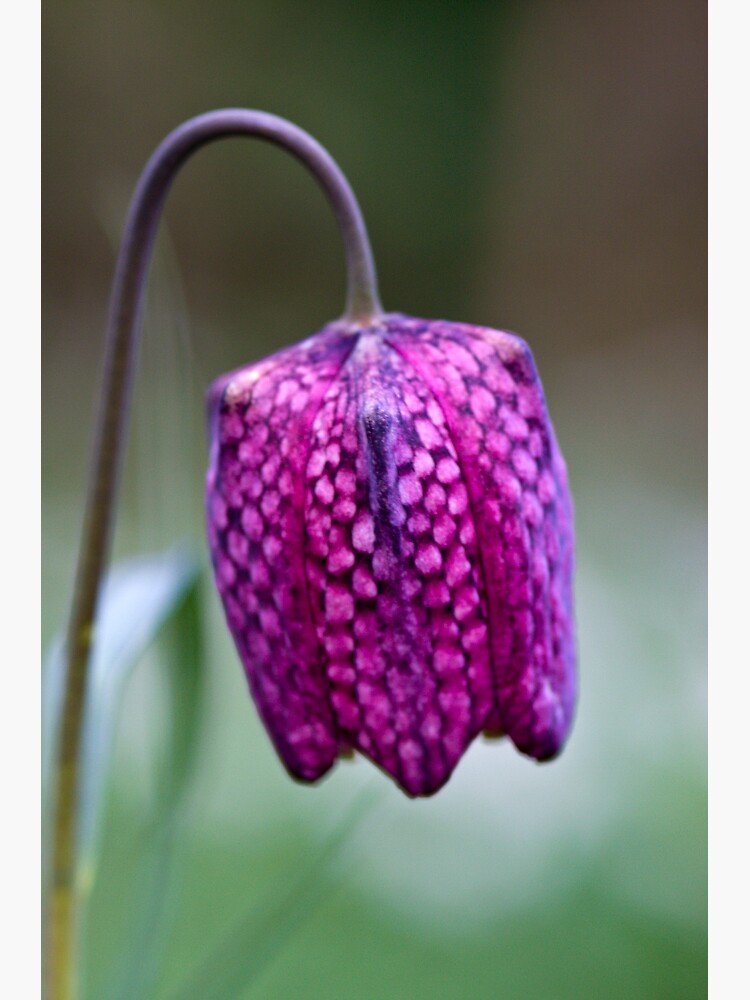 Fritillary (Fritillaria meleagris) by SteveChilton