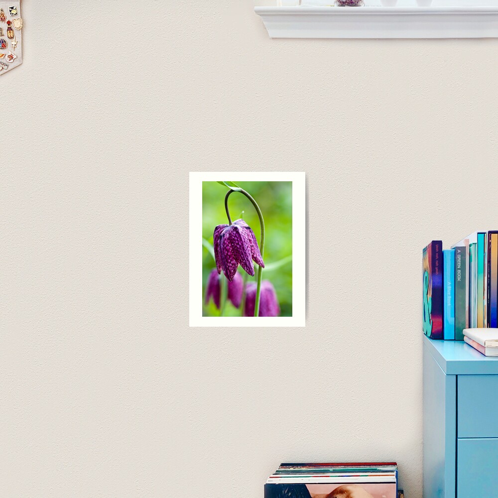Fritillary (Fritillaria meleagris) Art Print
