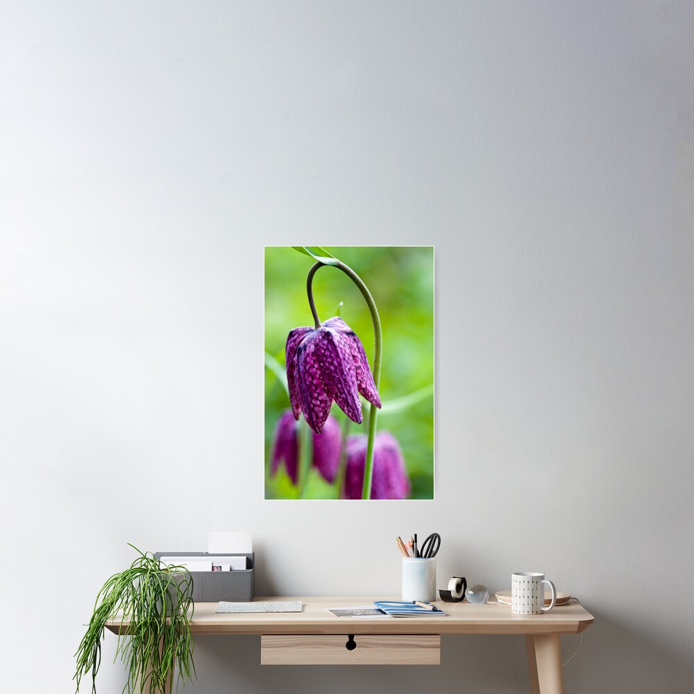 Fritillary (Fritillaria meleagris) Poster