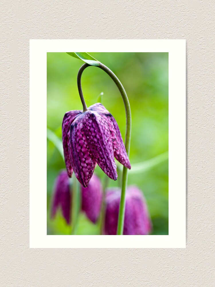 Alternate view of Fritillary (Fritillaria meleagris) Art Print