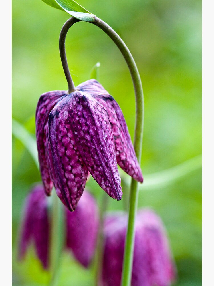 Fritillary (Fritillaria meleagris) by SteveChilton