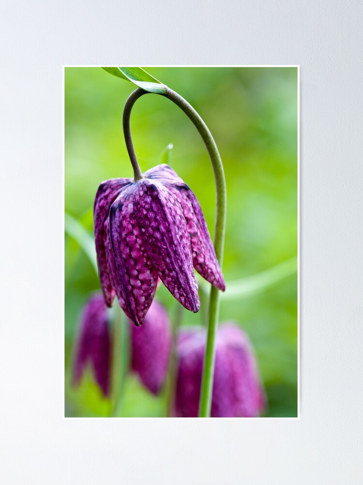 Alternate view of Fritillary (Fritillaria meleagris) Poster