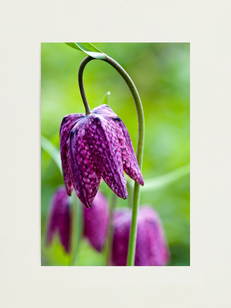 Alternate view of Fritillary (Fritillaria meleagris) Photographic Print
