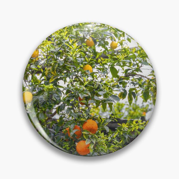 Item preview, Italy. Sorrento. Citrus Trees with Fruits. designed and sold by vadim19.