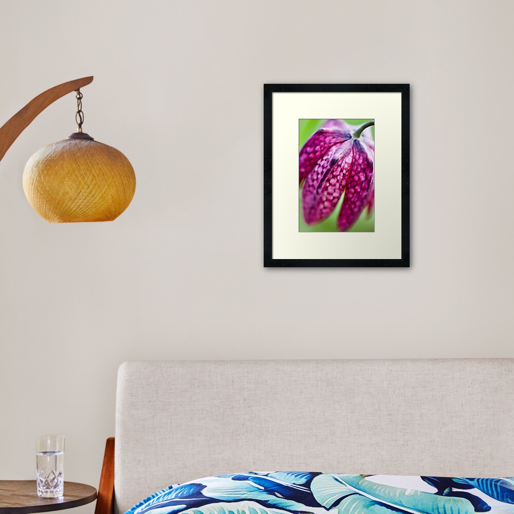 Fritillary (Fritillaria meleagris) Framed Art Print