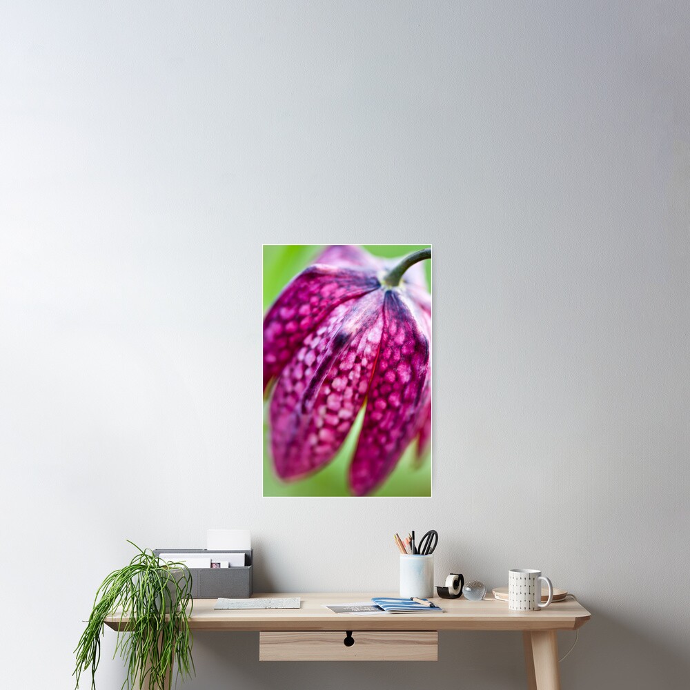Fritillary (Fritillaria meleagris) Poster