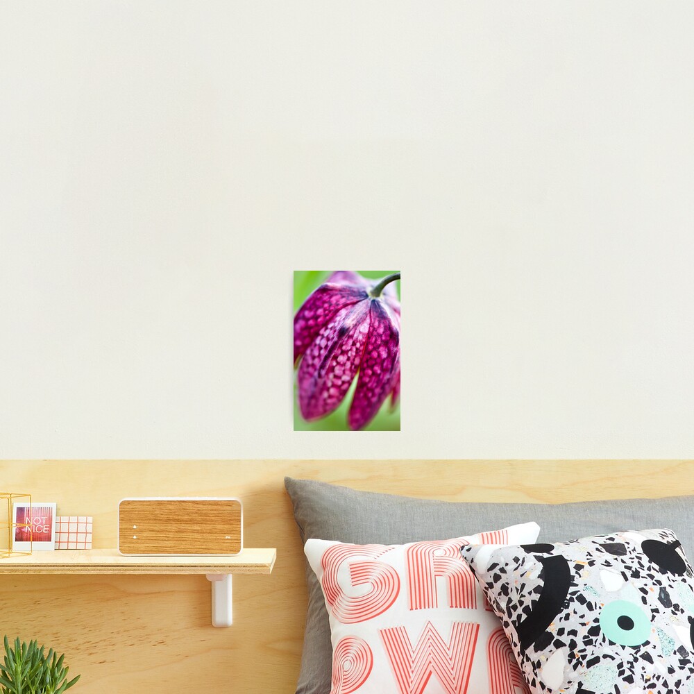 Fritillary (Fritillaria meleagris) Photographic Print
