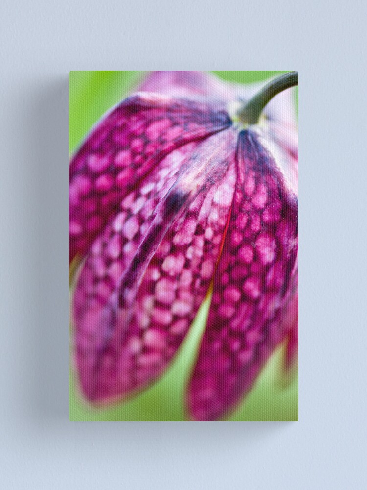 Alternate view of Fritillary (Fritillaria meleagris) Canvas Print