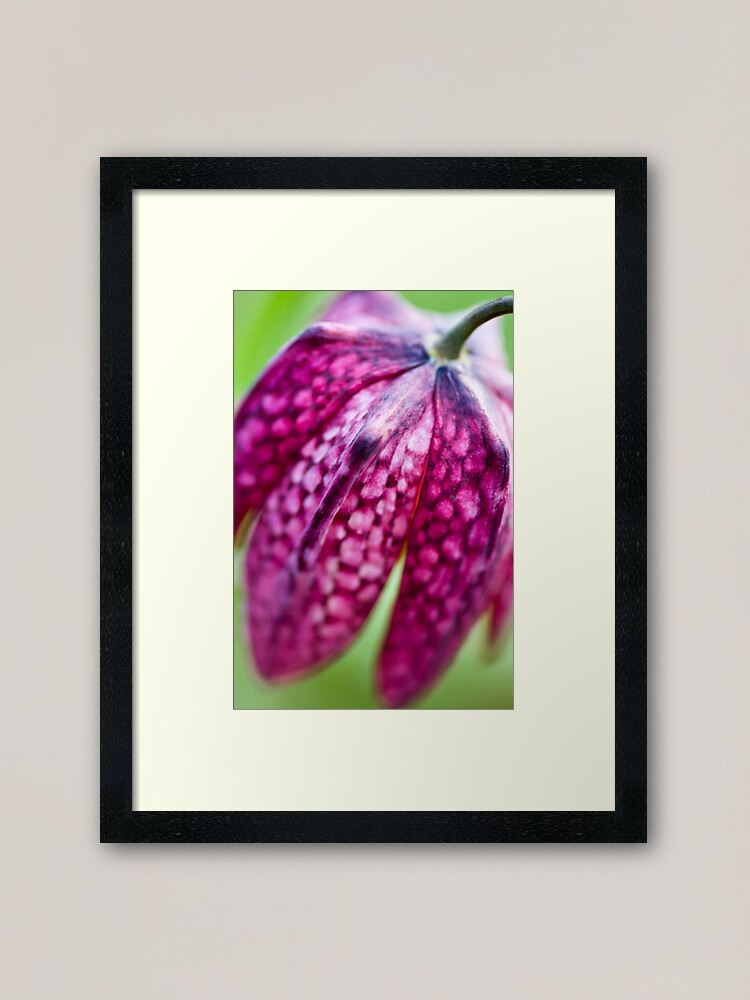 Alternate view of Fritillary (Fritillaria meleagris) Framed Art Print
