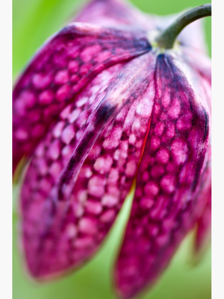 Fritillary (Fritillaria meleagris) by SteveChilton