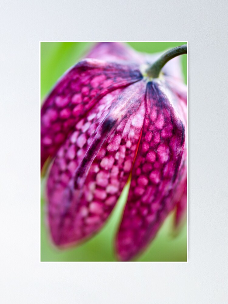 Alternate view of Fritillary (Fritillaria meleagris) Poster