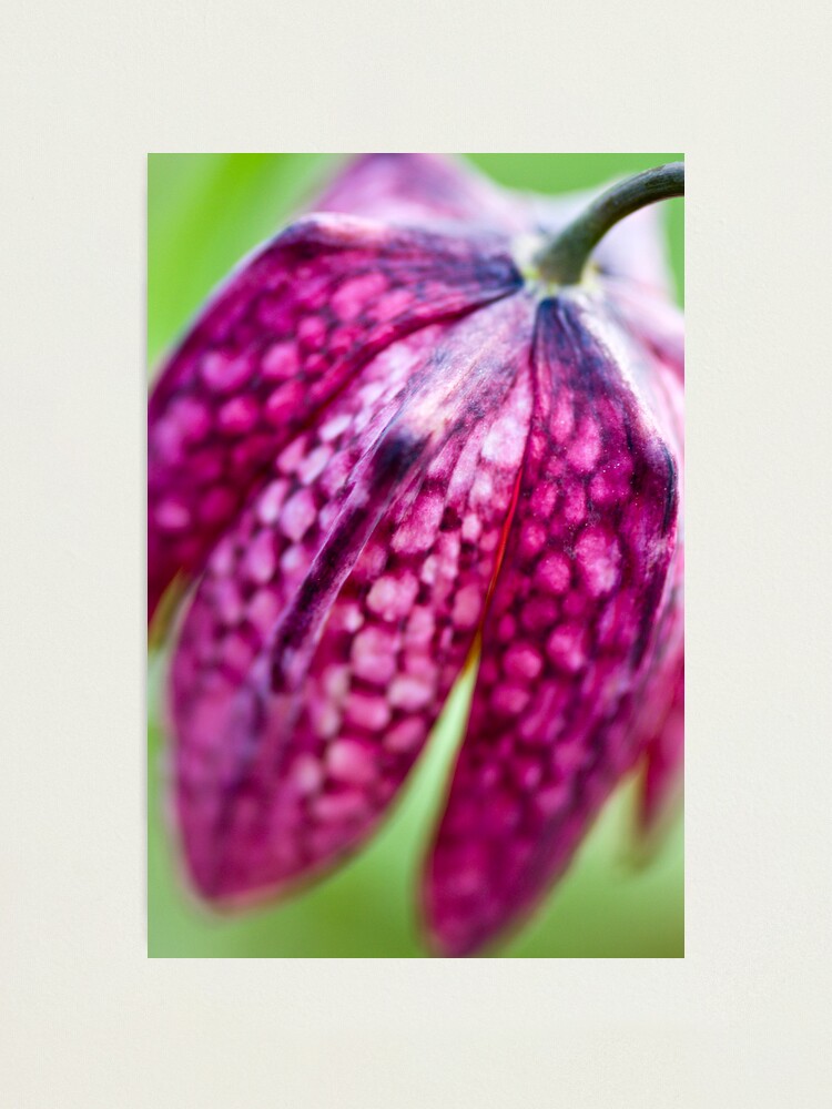 Alternate view of Fritillary (Fritillaria meleagris) Photographic Print