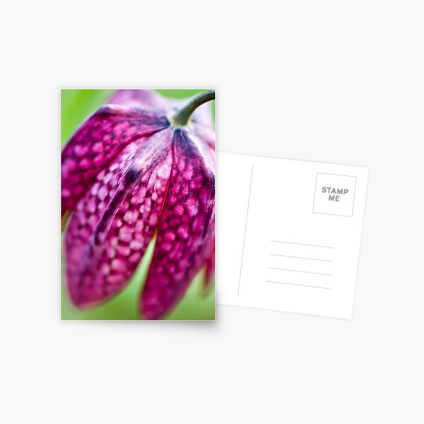Fritillary (Fritillaria meleagris) Postcard