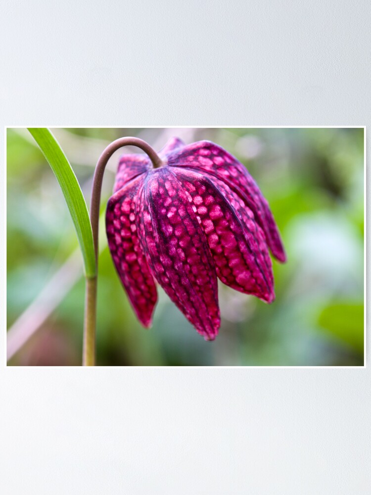 Alternate view of Fritillary (Fritillaria meleagris) Poster