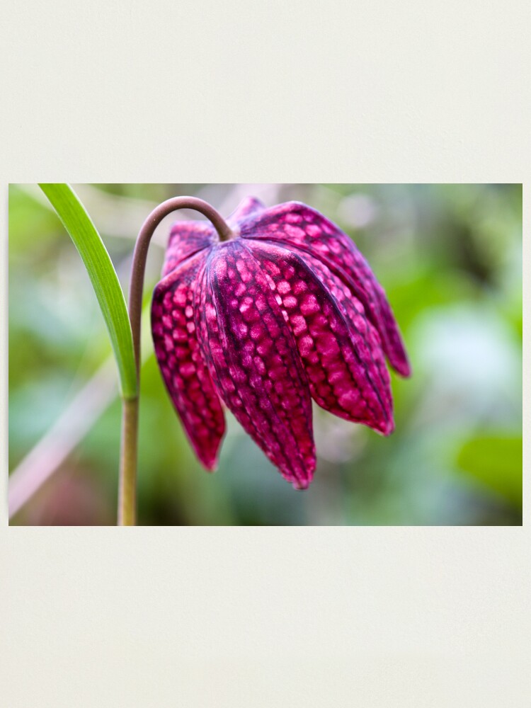 Alternate view of Fritillary (Fritillaria meleagris) Photographic Print