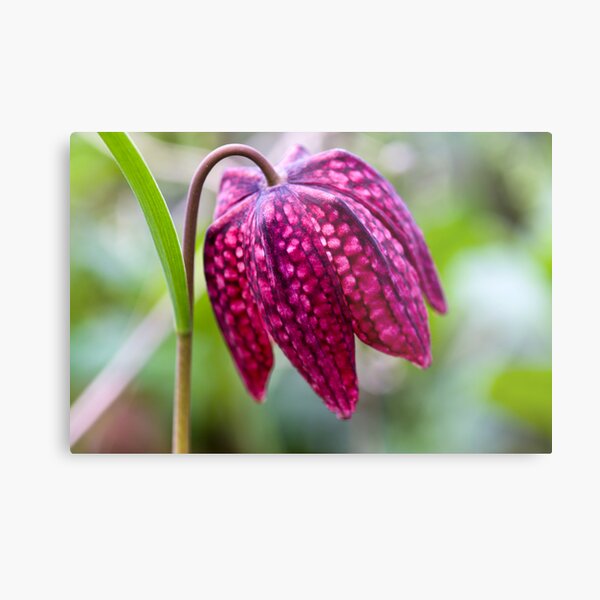 Fritillary (Fritillaria meleagris) Metal Print