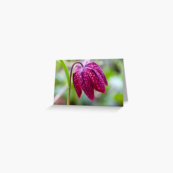 Fritillary (Fritillaria meleagris) Greeting Card