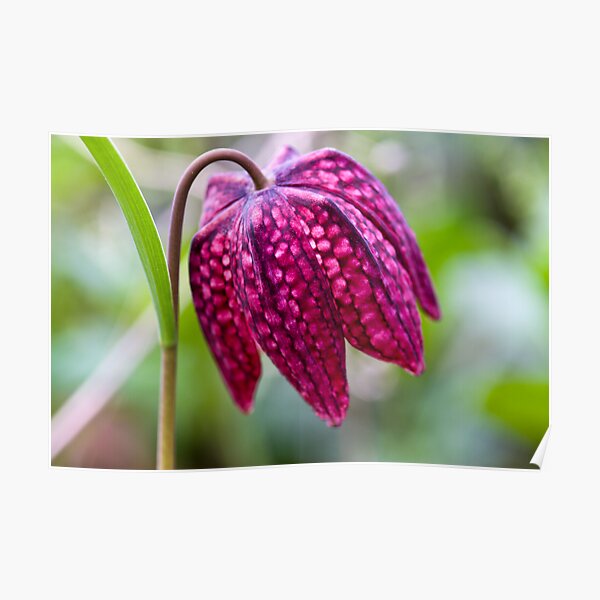 Fritillary (Fritillaria meleagris) Poster