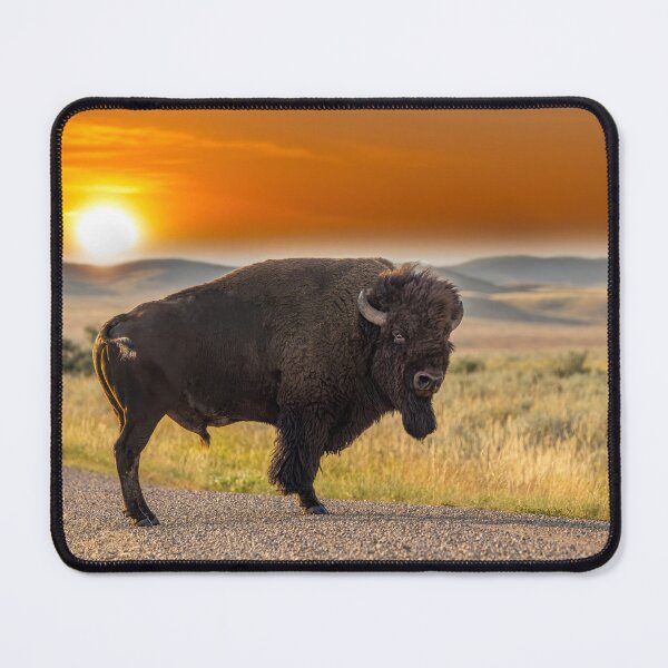 Artikelvorschau, Bisonbulle im Sonnenuntergang entworfen und verkauft von Vargulich.