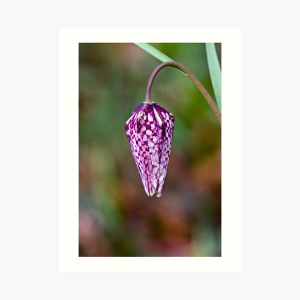 Fritillary (Fritillaria meleagris) Art Print