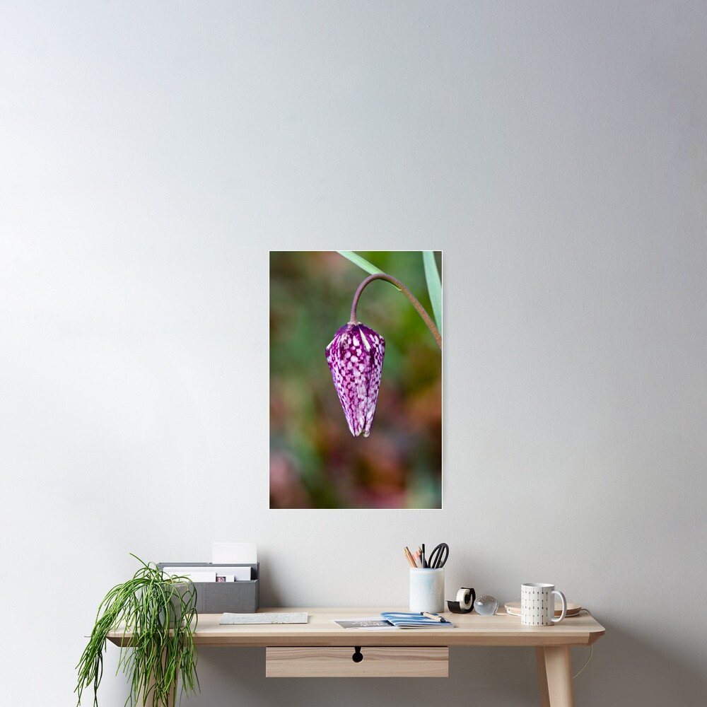 Fritillary (Fritillaria meleagris) Poster