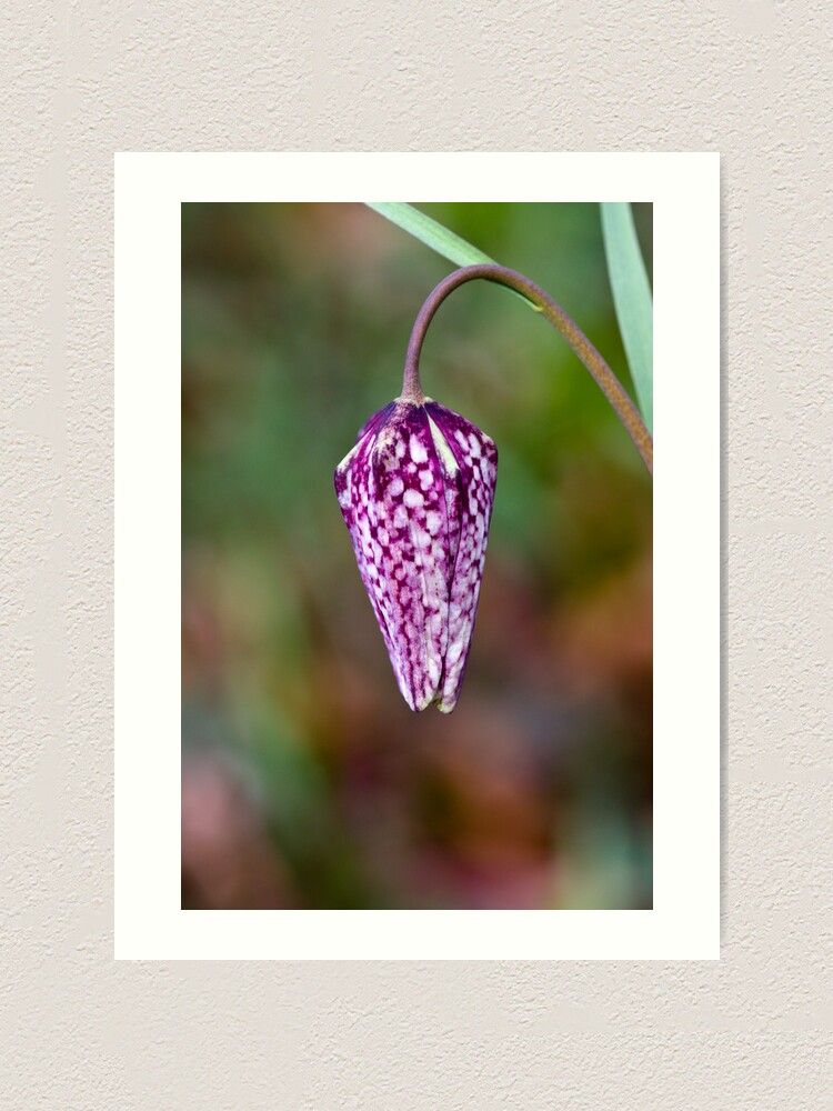 Alternate view of Fritillary (Fritillaria meleagris) Art Print