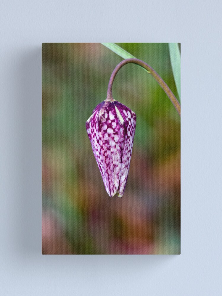 Alternate view of Fritillary (Fritillaria meleagris) Canvas Print