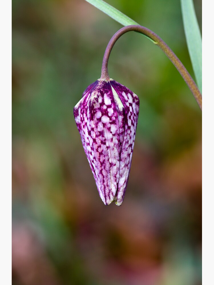 Fritillary (Fritillaria meleagris) by SteveChilton