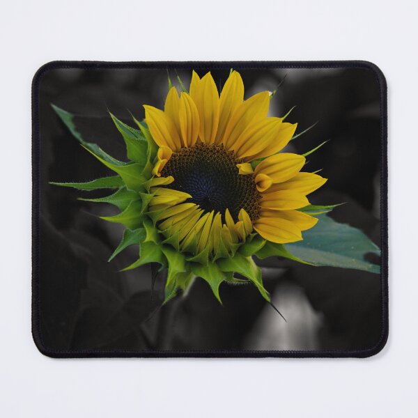 Item preview, Sunflower on black background  designed and sold by Cblifeisgood.
