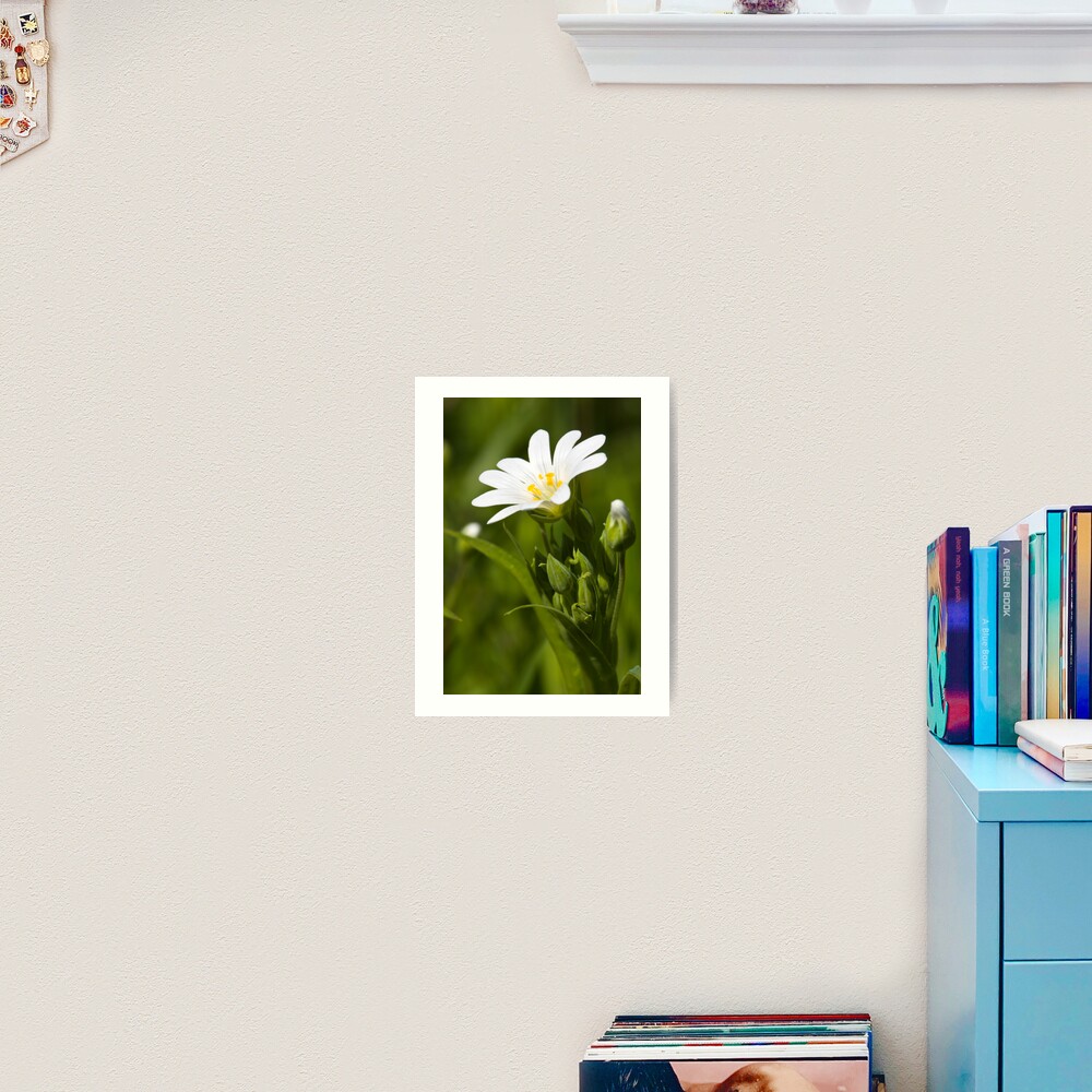 Greater Stitchwort (Stellaria palustris) Art Print