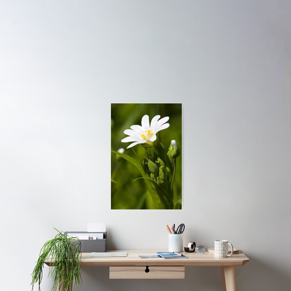 Greater Stitchwort (Stellaria palustris) Poster